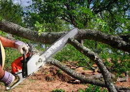 How Our Tree Care Process Works  in  San Joaquin, CA