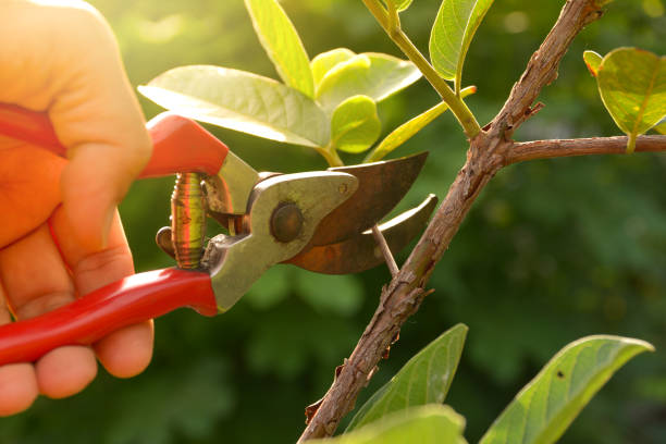 San Joaquin, CA Tree Services Company